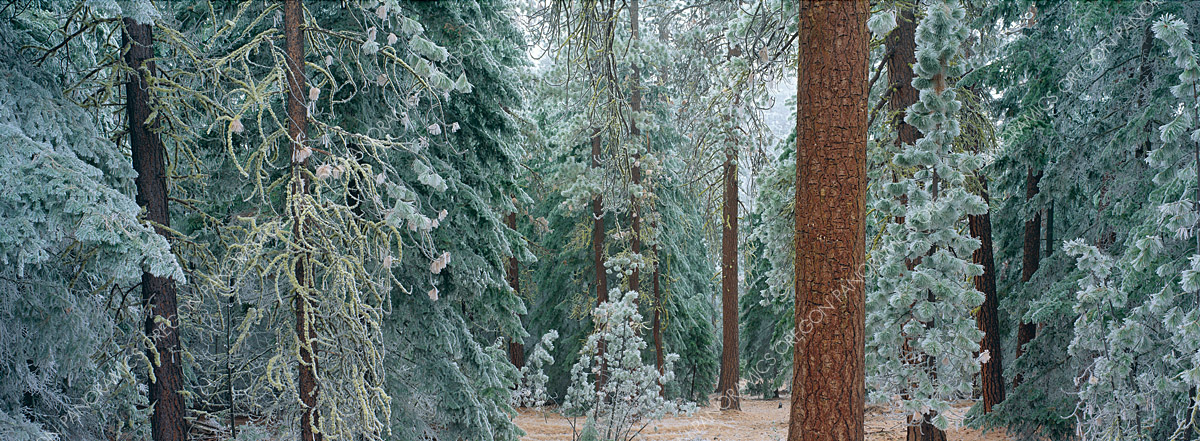 panoramic photo of black butte forest by Ross Wordhouse
