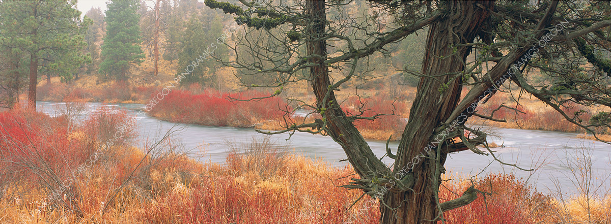 Oregon panoramic photo of juniper tree and deschutes river by Ross Wordhouse