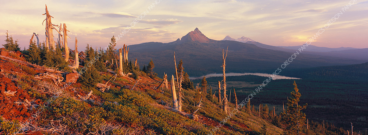 Oregon panoramic photo of Mt. Washington and dead trees during a sunset by Ross Wordhouse