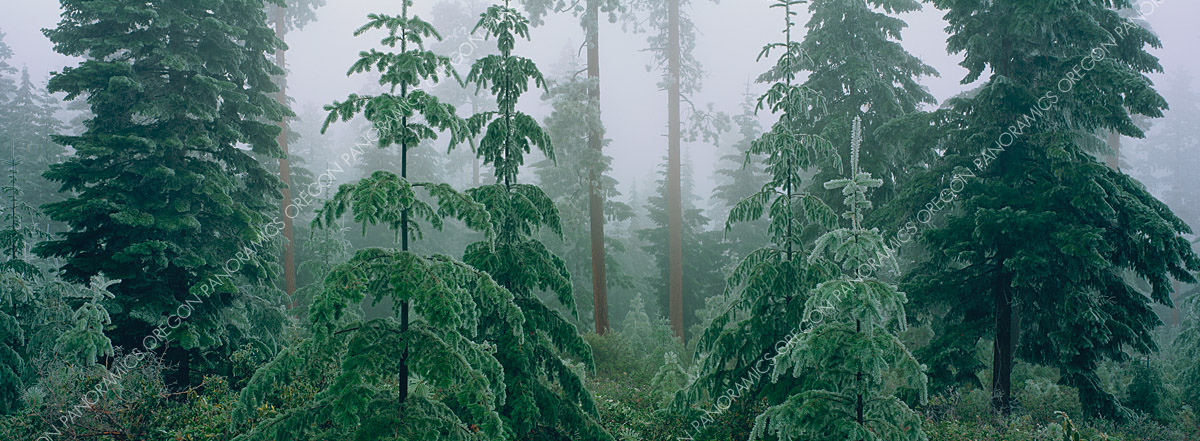 panoramic photo of foggy black butte forest and pine trees by Ross Wordhouse