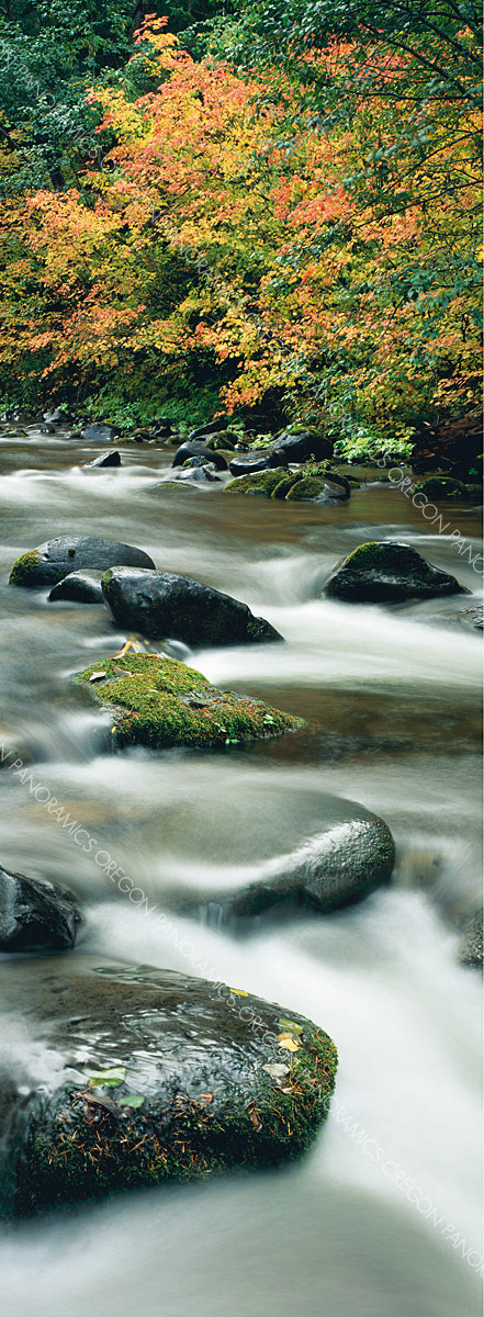 Oregon panoramic photo of the santiam river during fall by Ross Wordhouse