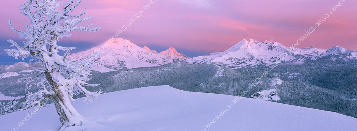 panoramic photo of alpenglow over the cascade mountains and gost tree by Ross Wordhouse